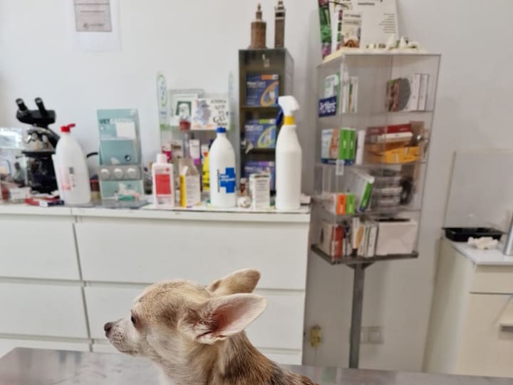 Consultori Veterinari Sant Pere